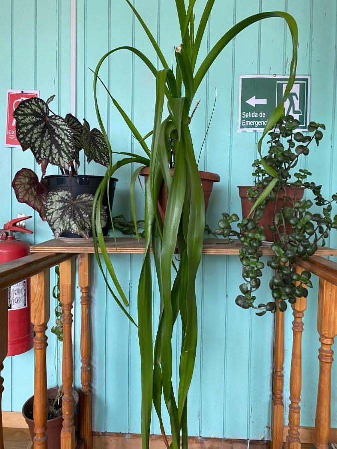 Hosteria Ensenada Puerto Puyuguapi Kültér fotó